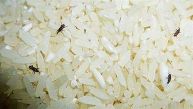 夏天家裡大米總生蟲，超市員工教你2招，大米放多久都不生蟲，簡單又省事