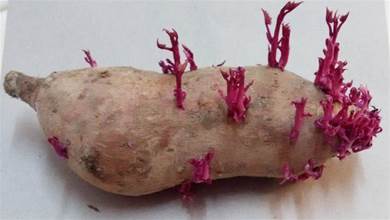 發芽的紅薯是個「寶」，千萬別扔掉，大多數人不知道的用途太實用了，下次不扔了