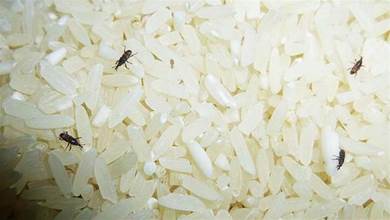 夏天大米生蟲不要曬了，米店老闆教我一招，大米放一年都不生蟲，厲害