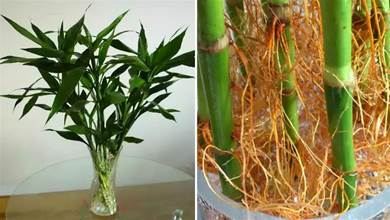 水培富貴竹，7個技巧能快速生根，還要注意4個方面，才能油綠旺盛