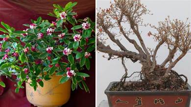 5種「喜冷花」，花期主要在冬季，好養又漂亮，開花特別香