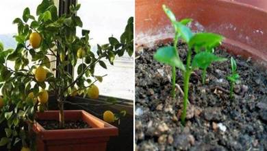 這3種水果核拿來育苗盆栽，種出一片果樹，實現自給自足吧