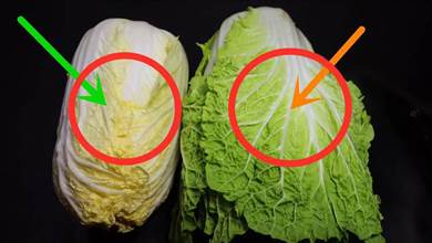別買錯了，原來白菜也分「綠葉白菜」和「黃葉白菜」，兩者區別大
