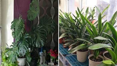 這4種植物寓意好、養護簡單，正適合擺客廳，上檔次又能淨化空氣