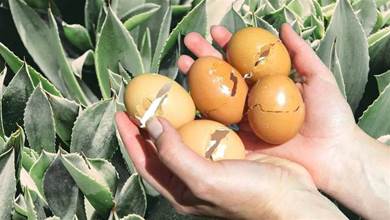 「雞蛋」渾身都是寶，用來養花真不錯，植物長得旺不用施肥