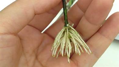 養花扡插生根劑不用買，常用4種自製生根劑，比生根粉還有效