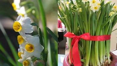 按這些步驟養水仙花，矮化開花漂亮，香味濃鬱，一直美到過完春節